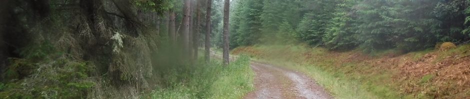 Track in Morinsh Wood July